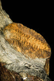 30363 - Beautiful 1.81 Inch Phacopidina micheli Ordovician Trilobite - France
