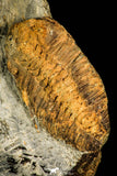 30363 - Beautiful 1.81 Inch Phacopidina micheli Ordovician Trilobite - France
