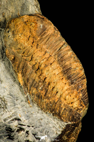 30363 - Beautiful 1.81 Inch Phacopidina micheli Ordovician Trilobite - France