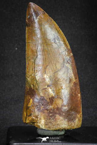 20105 - Great Serrated 3.35 Inch Carcharodontosaurus Dinosaur Tooth KemKem Beds