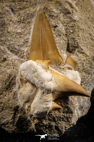 07215 - Top Association of 2 Otodus obliquus Shark Teeth in Matrix Paleocene