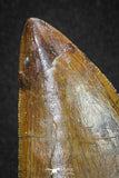 20105 - Great Serrated 3.35 Inch Carcharodontosaurus Dinosaur Tooth KemKem Beds