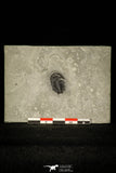 30364 - Scarce Dicanthopyge Upper Cambrian Trilobite - Forked Tail