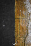20105 - Great Serrated 3.35 Inch Carcharodontosaurus Dinosaur Tooth KemKem Beds