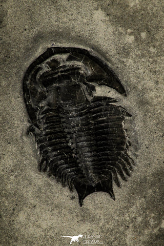 30364 - Scarce Dicanthopyge Upper Cambrian Trilobite - Forked Tail