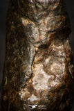 05798 - Fully Complete NWA L-H Type Unclassified Ordinary Chondrite Meteorite 4.2g