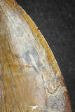 20105 - Great Serrated 3.35 Inch Carcharodontosaurus Dinosaur Tooth KemKem Beds
