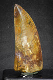 20105 - Great Serrated 3.35 Inch Carcharodontosaurus Dinosaur Tooth KemKem Beds