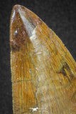 20105 - Great Serrated 3.35 Inch Carcharodontosaurus Dinosaur Tooth KemKem Beds
