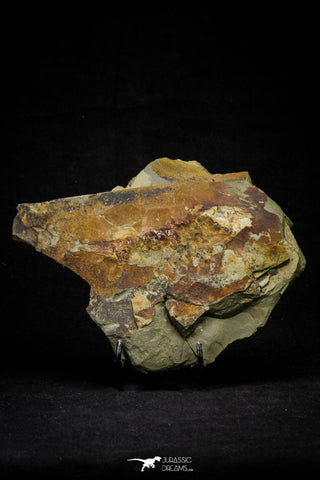 21182 - Museum Grade Soft Bodied Aglaspid (Tremaglaspis unite) Lower Ordovician Fezouata Fm