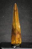 20105 - Great Serrated 3.35 Inch Carcharodontosaurus Dinosaur Tooth KemKem Beds