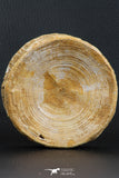 07216 - Top Huge 3.90 Inch Otodus obliquus Shark Vertebra Bone Paleocene