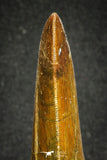 20105 - Great Serrated 3.35 Inch Carcharodontosaurus Dinosaur Tooth KemKem Beds