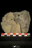30365 - Top Rare 0.36 Inch Radnoria bretti Lower Silurian Trilobite - New York USA