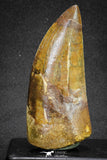 20105 - Great Serrated 3.35 Inch Carcharodontosaurus Dinosaur Tooth KemKem Beds