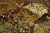 21182 - Museum Grade Soft Bodied Aglaspid (Tremaglaspis unite) Lower Ordovician Fezouata Fm
