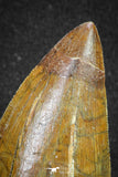 20105 - Great Serrated 3.35 Inch Carcharodontosaurus Dinosaur Tooth KemKem Beds