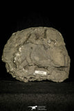 30365 - Top Rare 0.36 Inch Radnoria bretti Lower Silurian Trilobite - New York USA