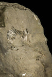30365 - Top Rare 0.36 Inch Radnoria bretti Lower Silurian Trilobite - New York USA