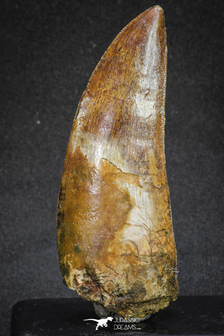 20106 - Great Serrated 3.43 Inch Carcharodontosaurus Dinosaur Tooth KemKem