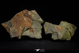 21183 - Premium Grade Soft Bodied Xiphosurid (Horseshoe Crab Ancestor) Lower Ordovician