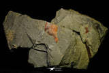 21183 - Premium Grade Soft Bodied Xiphosurid (Horseshoe Crab Ancestor) Lower Ordovician