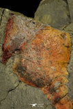 21183 - Premium Grade Soft Bodied Xiphosurid (Horseshoe Crab Ancestor) Lower Ordovician