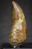 20106 - Great Serrated 3.43 Inch Carcharodontosaurus Dinosaur Tooth KemKem