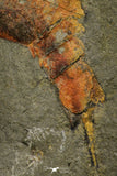 21183 - Premium Grade Soft Bodied Xiphosurid (Horseshoe Crab Ancestor) Lower Ordovician