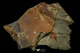 21183 - Premium Grade Soft Bodied Xiphosurid (Horseshoe Crab Ancestor) Lower Ordovician