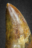 20106 - Great Serrated 3.43 Inch Carcharodontosaurus Dinosaur Tooth KemKem