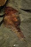 21183 - Premium Grade Soft Bodied Xiphosurid (Horseshoe Crab Ancestor) Lower Ordovician