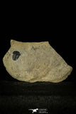 30367 - Top Rare 0.50 Inch Spencia typicalis Middle Cambrian Trilobite - Utah USA