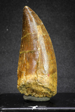 20107 - Great Serrated 2.83 Inch Carcharodontosaurus Dinosaur Tooth KemKem