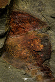21183 - Premium Grade Soft Bodied Xiphosurid (Horseshoe Crab Ancestor) Lower Ordovician