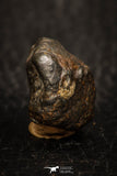 05800 - Fully Complete NWA L-H Type Unclassified Ordinary Chondrite Meteorite 6.4g