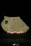 30367 - Top Rare 0.50 Inch Spencia typicalis Middle Cambrian Trilobite - Utah USA