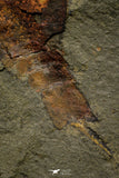 21183 - Premium Grade Soft Bodied Xiphosurid (Horseshoe Crab Ancestor) Lower Ordovician