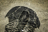 30367 - Top Rare 0.50 Inch Spencia typicalis Middle Cambrian Trilobite - Utah USA