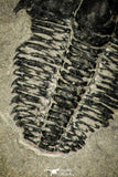 30367 - Top Rare 0.50 Inch Spencia typicalis Middle Cambrian Trilobite - Utah USA
