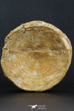 07219 - Top Huge 3.75 Inch Otodus obliquus Shark Vertebra Bone Paleocene