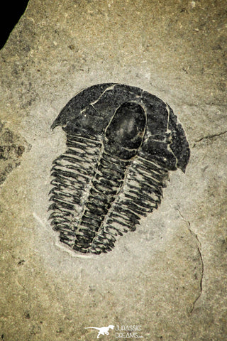 30367 - Top Rare 0.50 Inch Spencia typicalis Middle Cambrian Trilobite - Utah USA