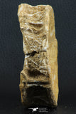 07219 - Top Huge 3.75 Inch Otodus obliquus Shark Vertebra Bone Paleocene