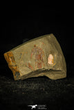 30368 - Top Rare Balcoracania dailyi Lower Cambrian Trilobite Australia