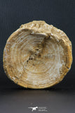 07219 - Top Huge 3.75 Inch Otodus obliquus Shark Vertebra Bone Paleocene