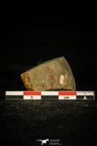 30368 - Top Rare Balcoracania dailyi Lower Cambrian Trilobite Australia
