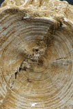 07219 - Top Huge 3.75 Inch Otodus obliquus Shark Vertebra Bone Paleocene