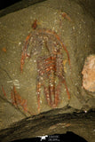 30368 - Top Rare Balcoracania dailyi Lower Cambrian Trilobite Australia