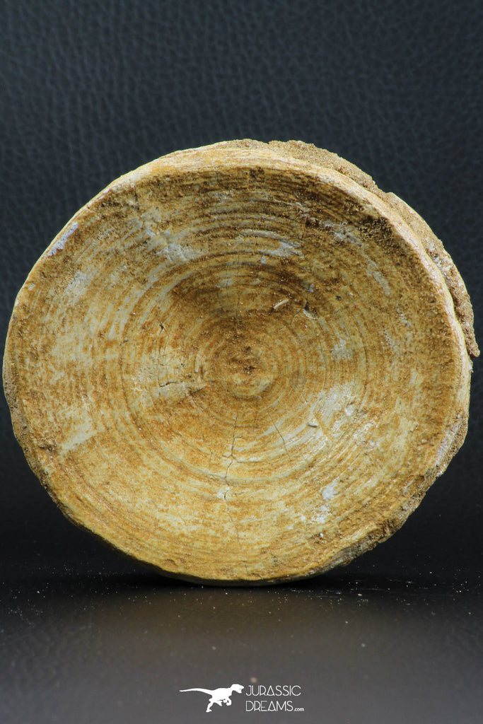 07220 - Top Huge 3.83 Inch Otodus obliquus Shark Vertebra Bone Paleocene