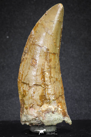 20108 - Great Serrated 2.90 Inch Carcharodontosaurus Dinosaur Tooth KemKem